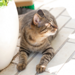 8 summer dangers cats owners in Essex need to know about