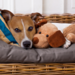 Read Edgewood Vets’ advice on dog neutering