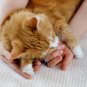 Why choose Edgewood Veterinary Group for your cat’s care Why choose Edgewood Veterinary Group for your cat’s care