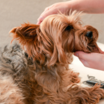 Eight reasons dogs love visiting Edgewood Veterinary Group