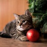 A festive guide to keeping your cat happy this Christmas
