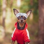 6 New Year fitness challenge ideas with dogs