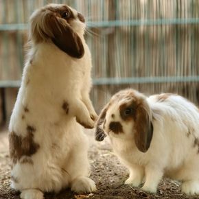 6 new year rabbit owner tips for a better pet, pocket & planet