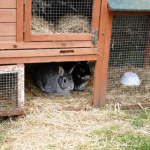 What vaccinations do rabbits need and why?
