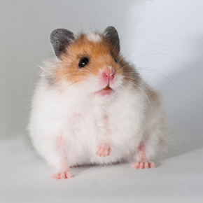 Hamster shop balls out