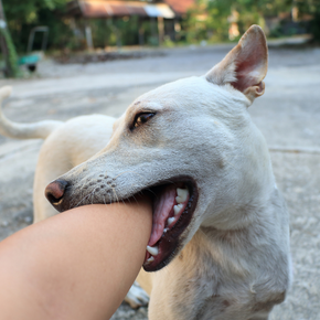 13 dog bite prevention tips for kids and adults 13 dog bite prevention tips for kids and adults