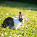 Summer prep for rabbit owners in Essex