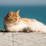 Ensuring a cool and carefree summer for Essex cats