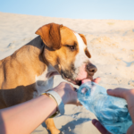 From poisons to heatstroke in dogs – summer risks explained