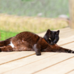 The new owner’s guide to cat pregnancy