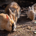 Why rabbit vaccinations are so important in preventing fatal diseases