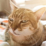 Is my cat in pain? Vet Jürgen Theinert explains signs to look out for