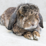 Pet pain month: Get Jürgen’s 6-point Rabbit Checklist