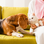 TW // Cigarettes & Pets: Get our guide to risk factors for the ‘Big C’