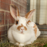 TW // Uterine tumours in rabbits – is your rabbit at risk?