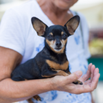 Vet Jürgen Theinert champions these 6 simple lifestyle changes for older dogs
