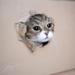 How do I keep my cat entertained while I’m at work?