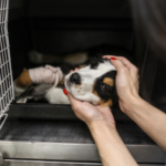 Alabama Rot – A Purleigh dog walkers guide