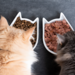Good nutrition – our guide to a happy cat’s daily diet