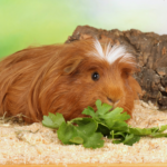 Keep your guinea pig healthy with Edgewood Vets’ meal planner