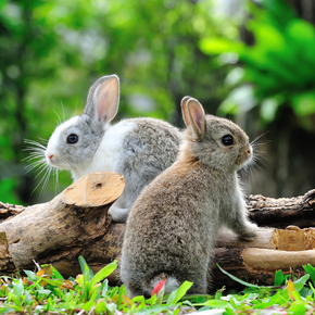 RVHD and Myxomatosis – are your Rabbits protected?