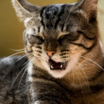 Good news for cats in Essex with hay fever