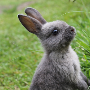 Vet Jürgen Theinert explains ‘hay fever’ and other allergies in rabbits