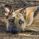 Does your dog have anxiety? Here’s how to help them