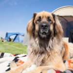 Vet Jürgen shares some dos and don’ts for your dog friendly UK holiday