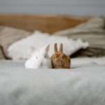 Get Edgewood Vets’ tips for choosing rabbit care for your trip