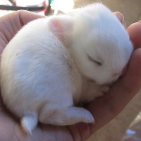 Is a new baby bunny on the way? Here’s everything you’ll need! Is a new baby bunny on the way? Here’s everything you’ll need!