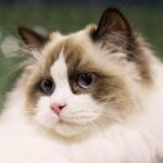 Is heart disease common in cats? Know the risk factors and symptoms