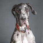 Canine heart disease: Common risk factors, breeds & symptoms