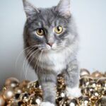 Cat owners: 7 dangers to be aware of this Christmas