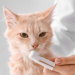 Get Edgewood Vets’ guide to feline dental care