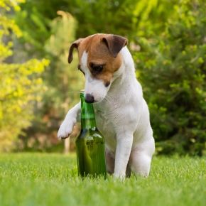 Edgewood Vets on spring gardening safety for dog owners
