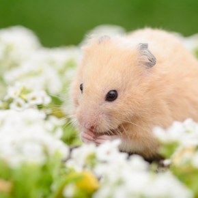 Get Edgewood Vets’ guide to edible gardens for small furries