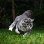 Edgewood Veterinary Group explore why regular worming is important for cats