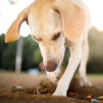 Worm Watch: 8 Signs to look for in your dog