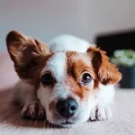 Exploring the typical causes of ear issues in dogs
