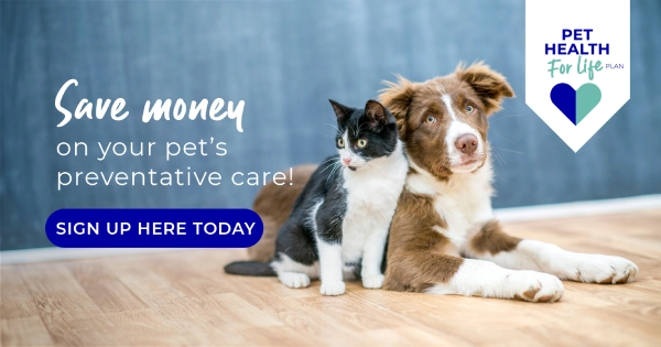 Vet Plans vs Pet Insurance