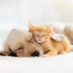 What to consider before getting a new pet