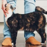 Pet Insurance Explained: What It Is, What It Is Not, and Why It Matters