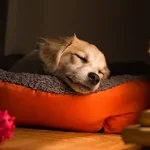 Choosing the right bed for your dog