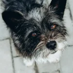 5 Common Eye Conditions in Dogs