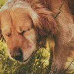 What is reverse dog sneezing?