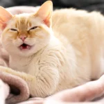 Sneezing cats: Hay fever or something else?