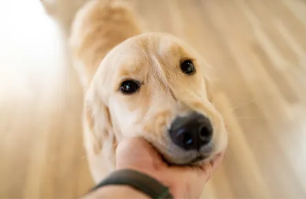 Vaccinations for your Dog