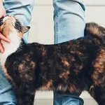 Jingle Bell Cat Collars: Pros & Cons