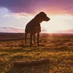 Brucella Canis – Information for Dog Owners